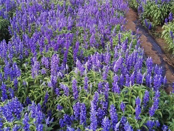 藍(lán)花鼠尾草